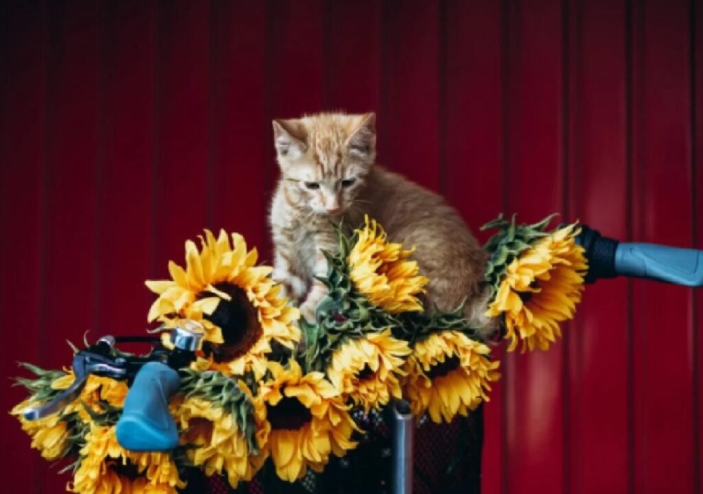 gatto su fiori gialli 