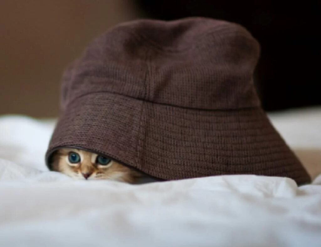 gatto sotto cappello 