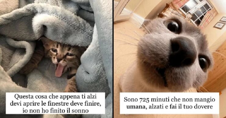 gatti che sanno come iniziare al meglio la giornata