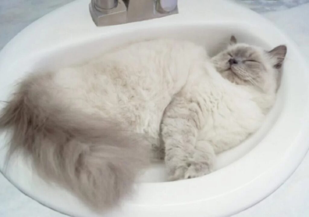 gatto dentro lavandino 