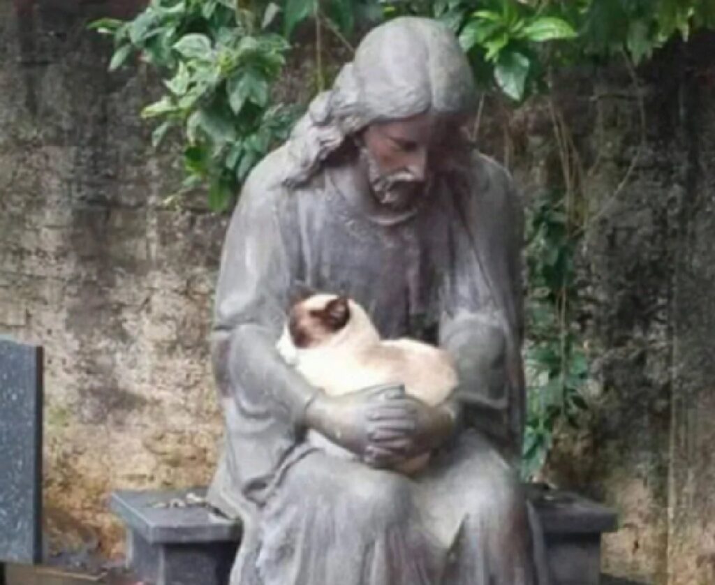 gatto braccia di una statua