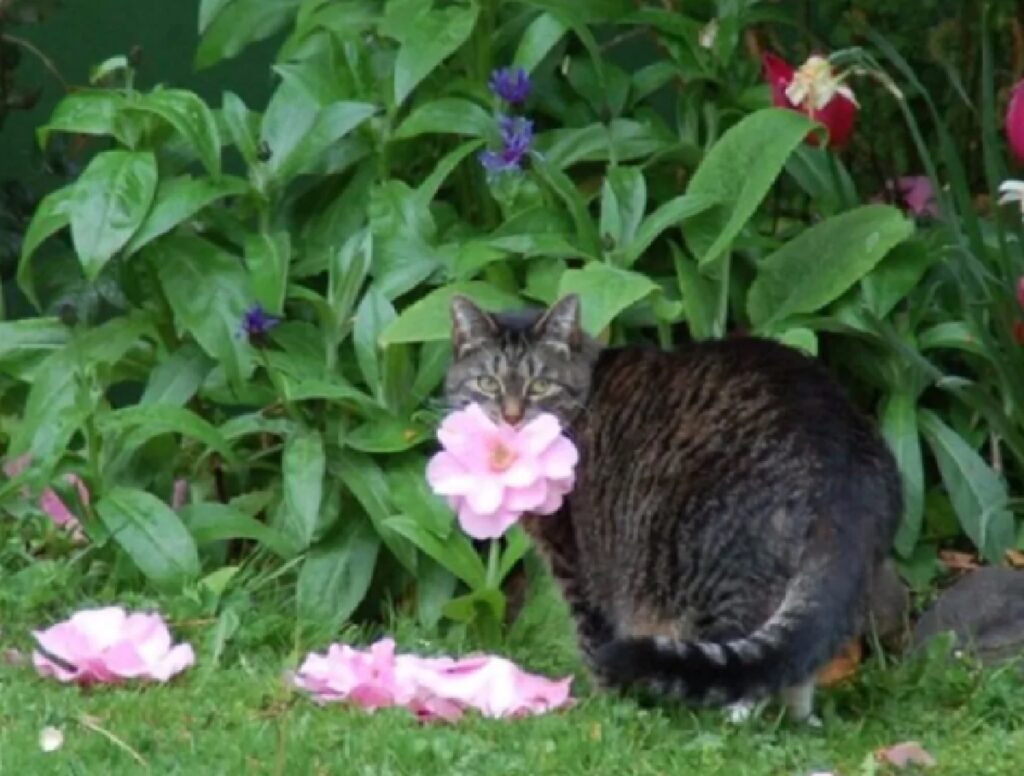gatto con fiori attorno 