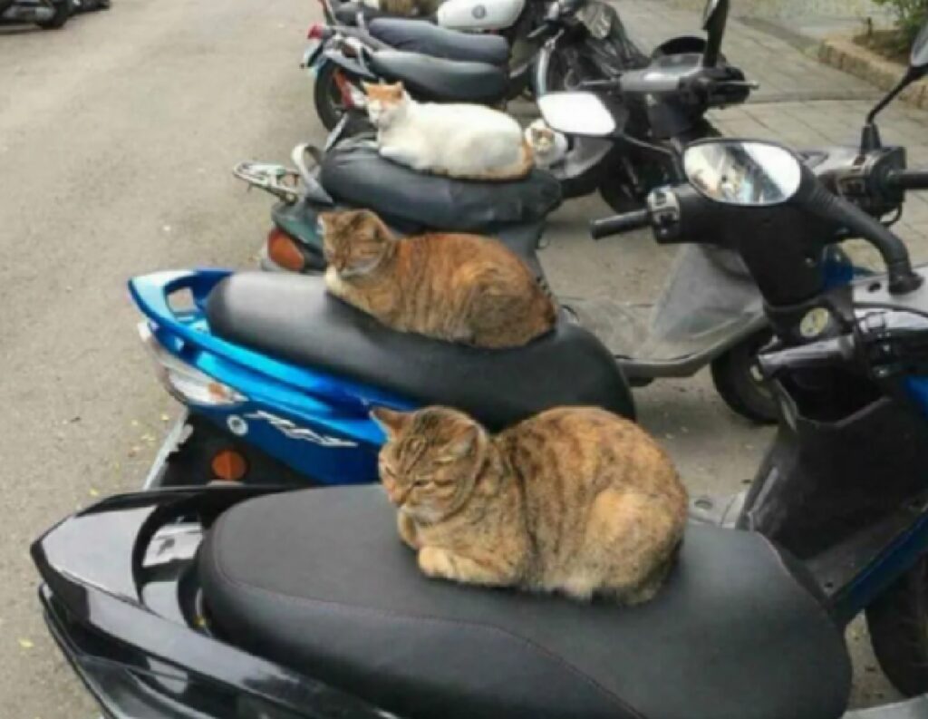 gatti stanno sulle moto 