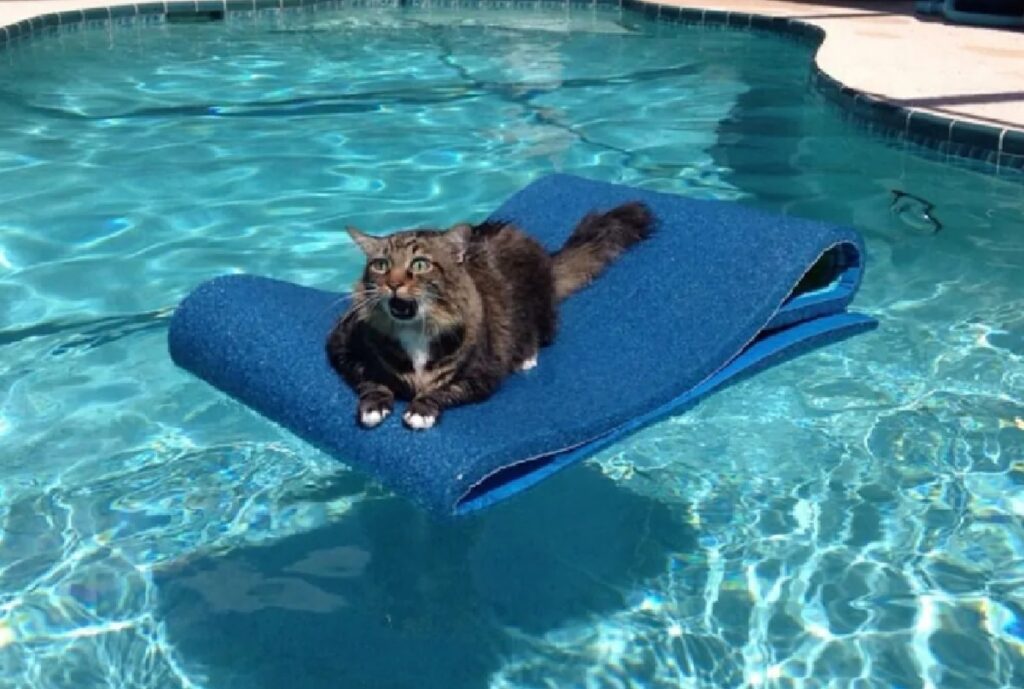 gatto piscina rimasto bloccato 