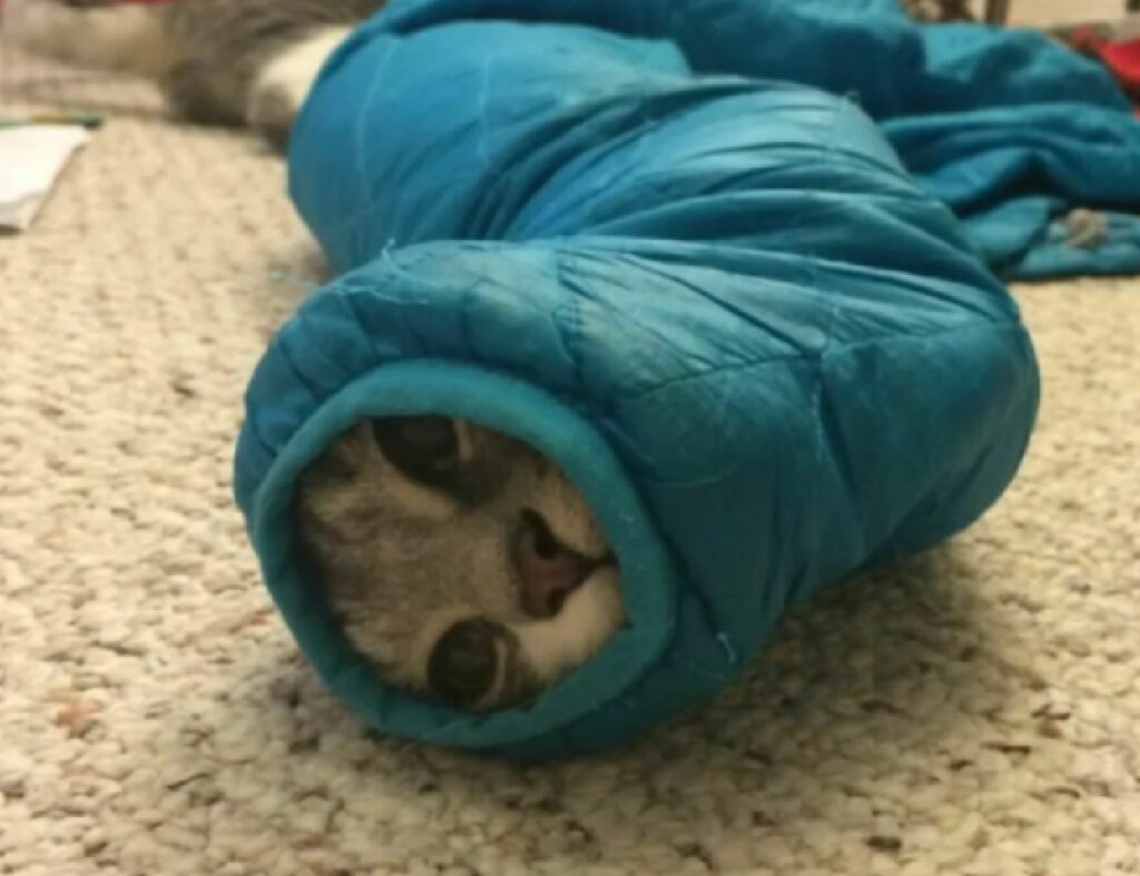 gatto soriano cappotto blu 