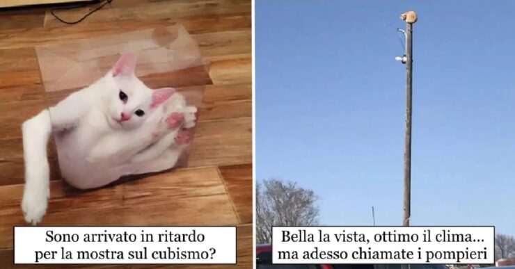 gatti che sbagliano e chiedono aiuto