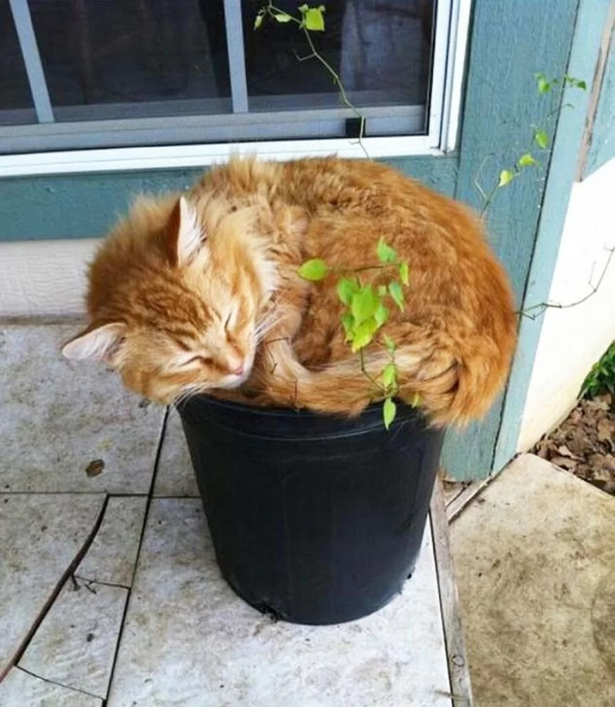 micio nel vaso