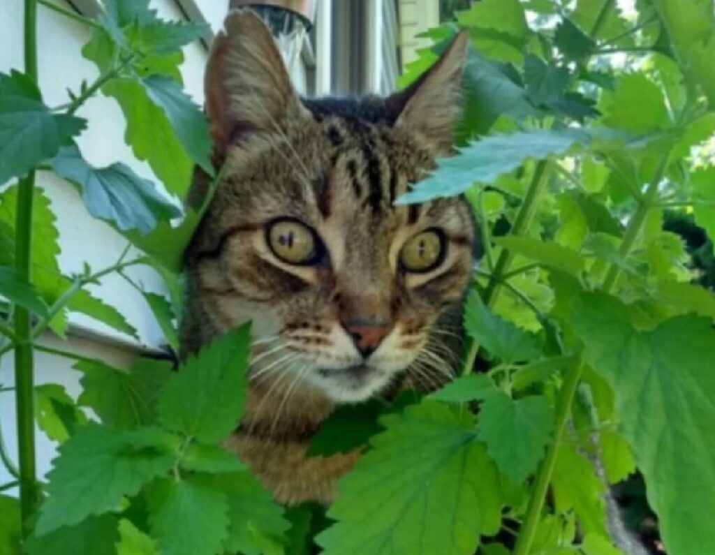 gatto soriano tra le piante 