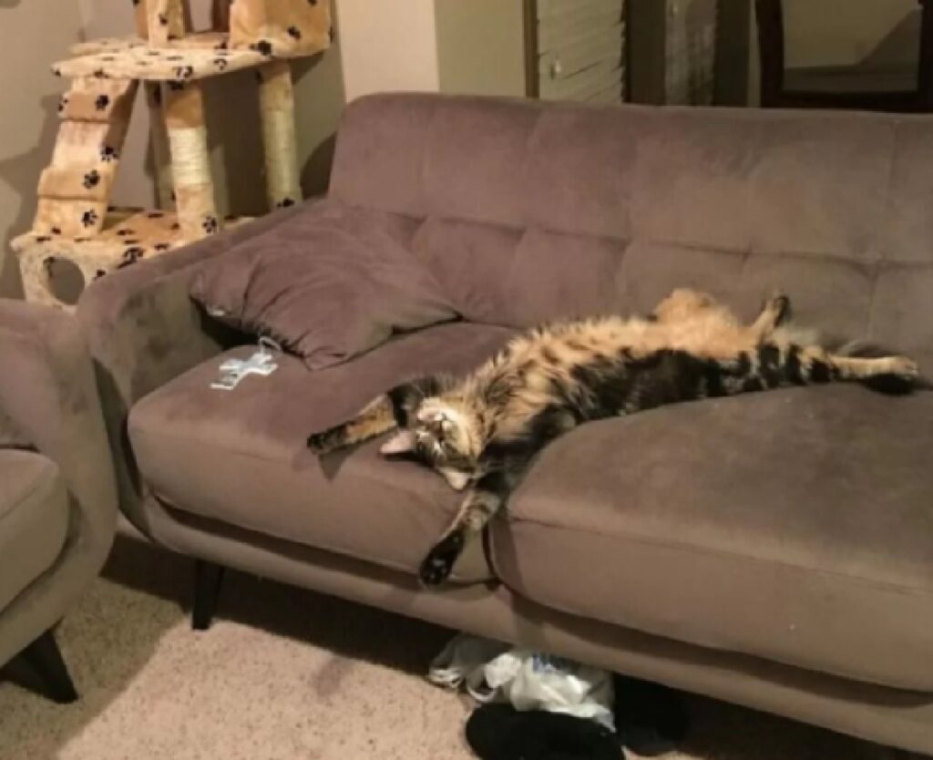 gatto riposa confusamente sul divano 