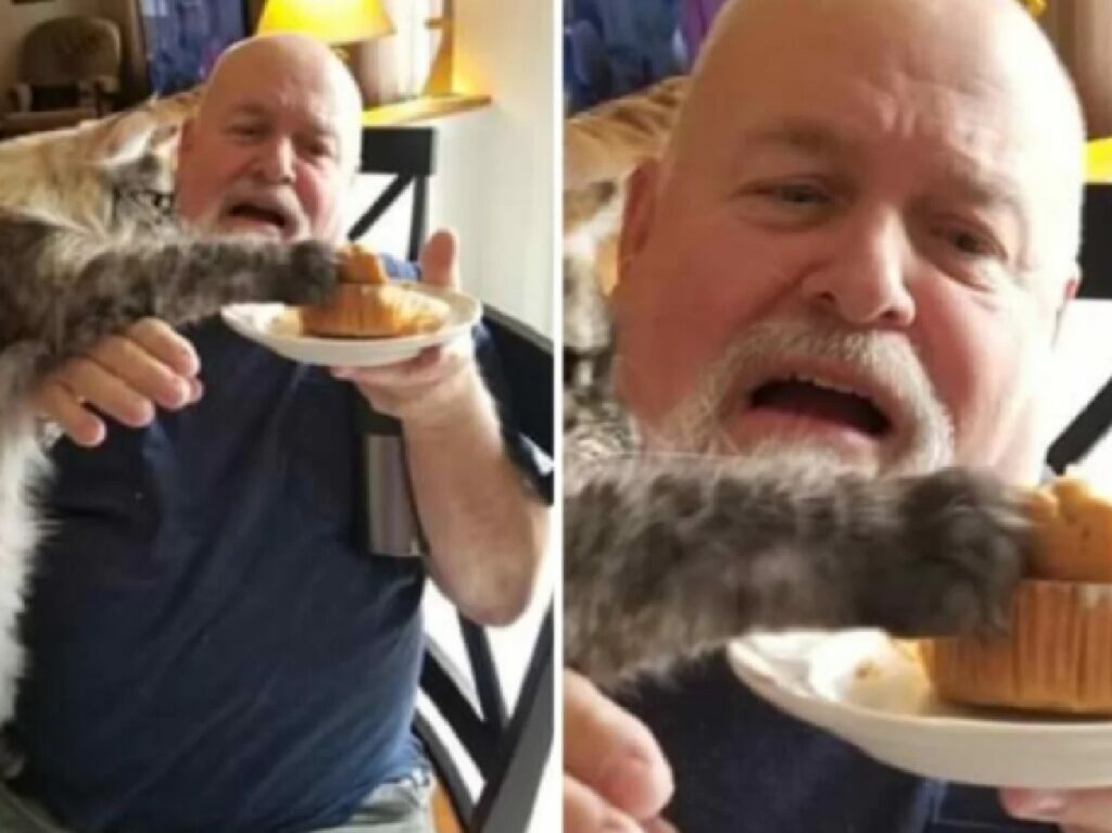 gatto mette zampa panino 