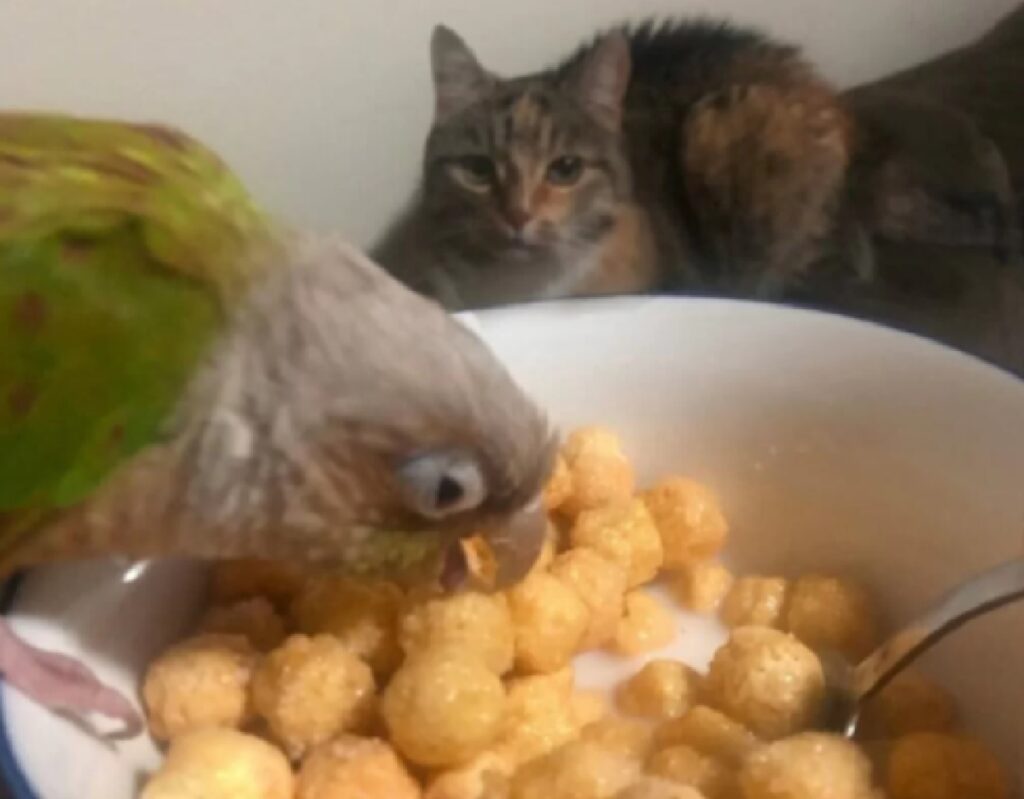 gatto osserva uccello mangiare 