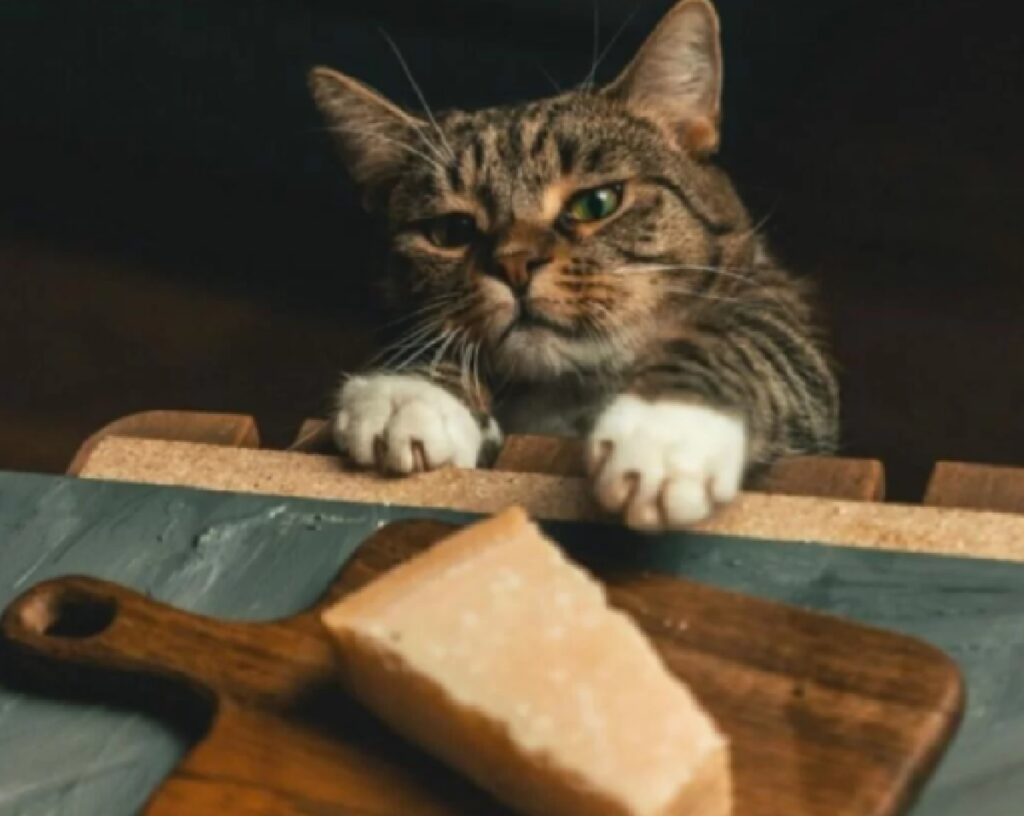 gatto pezzo di formaggio 