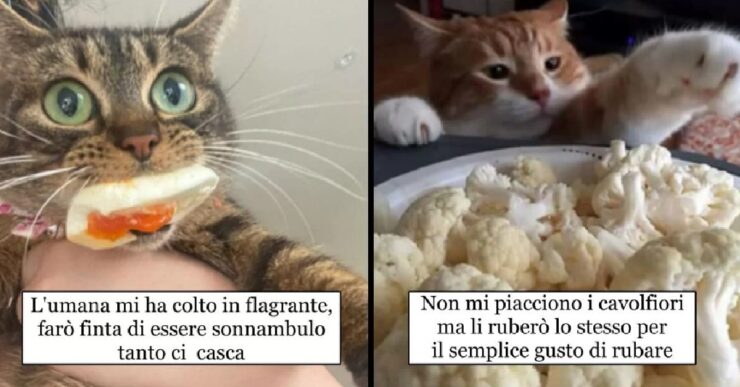gatti che improvvisano furti di cibo