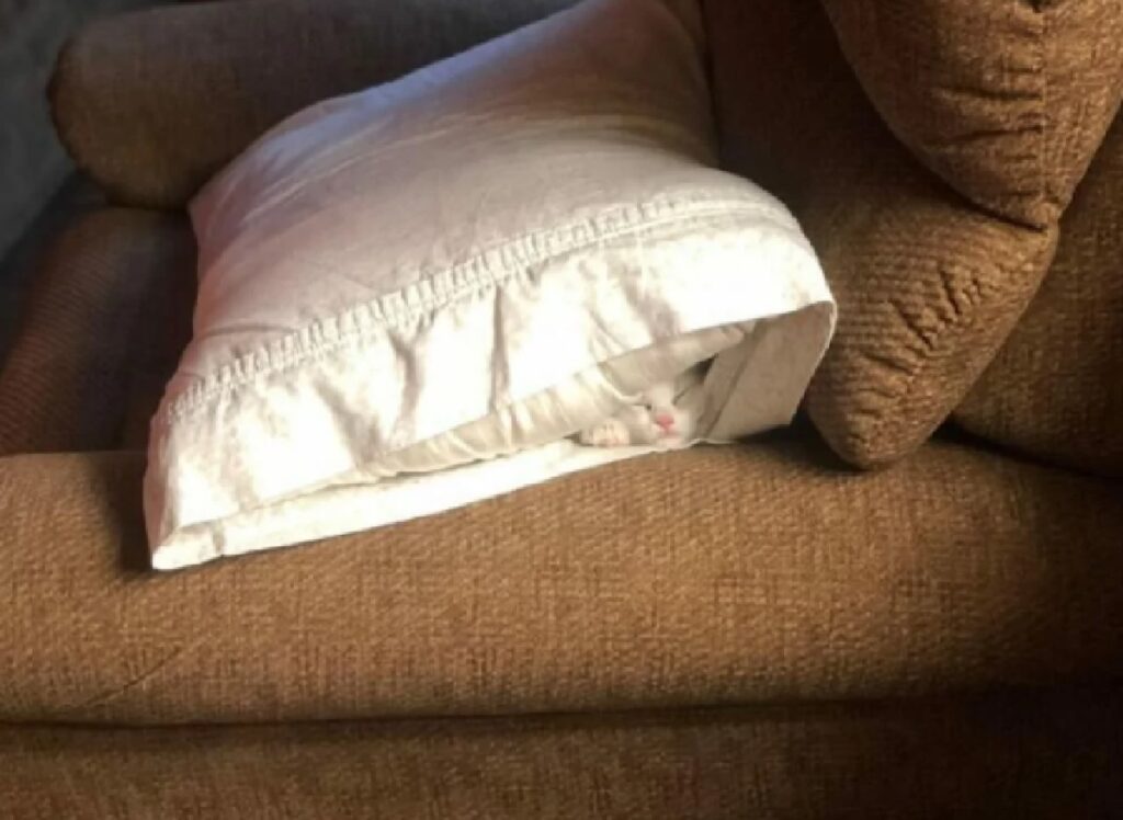 gatto nascosto nel cuscino