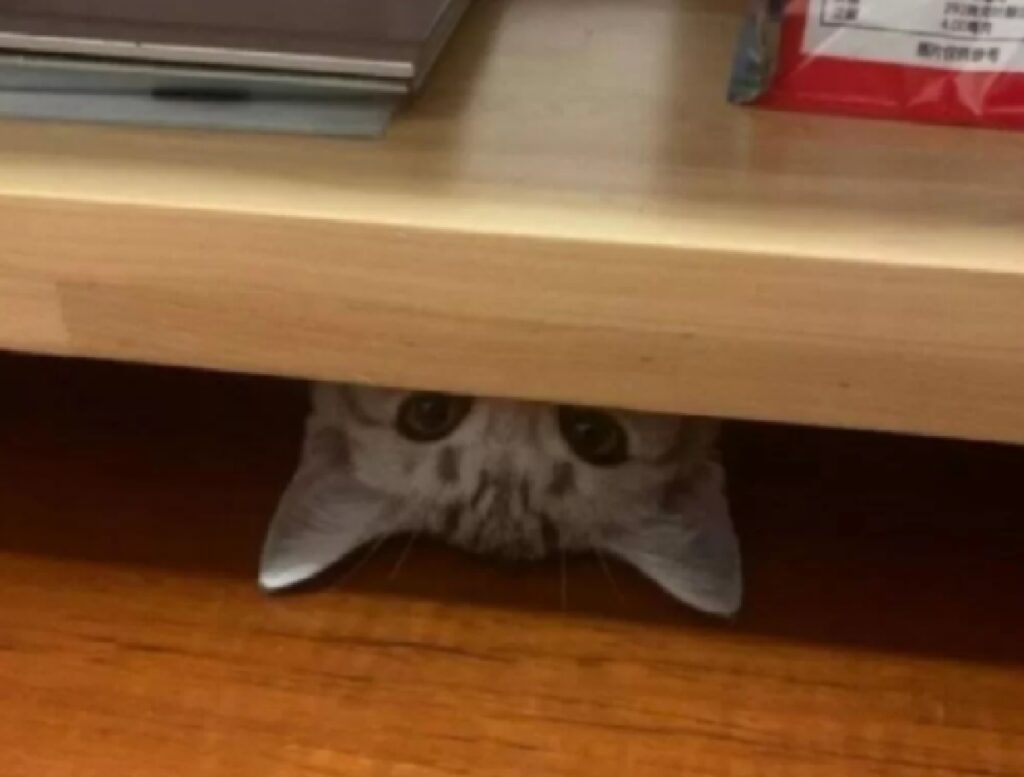 gatto sotto tavola scrivania 