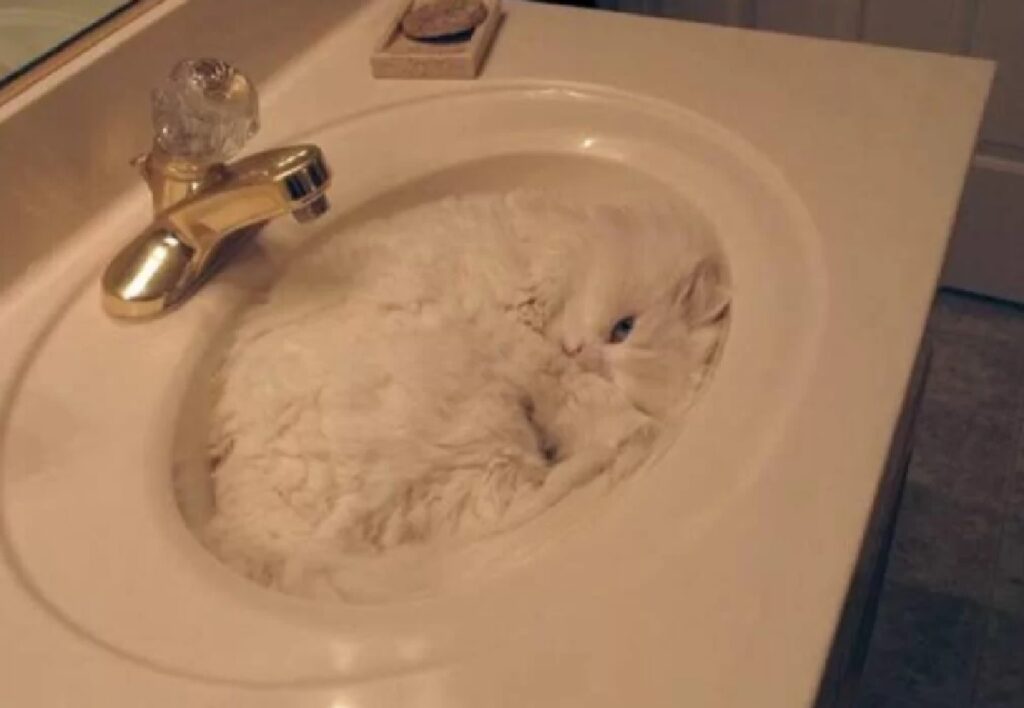 gatto bianco pelo lungo e ruvido 