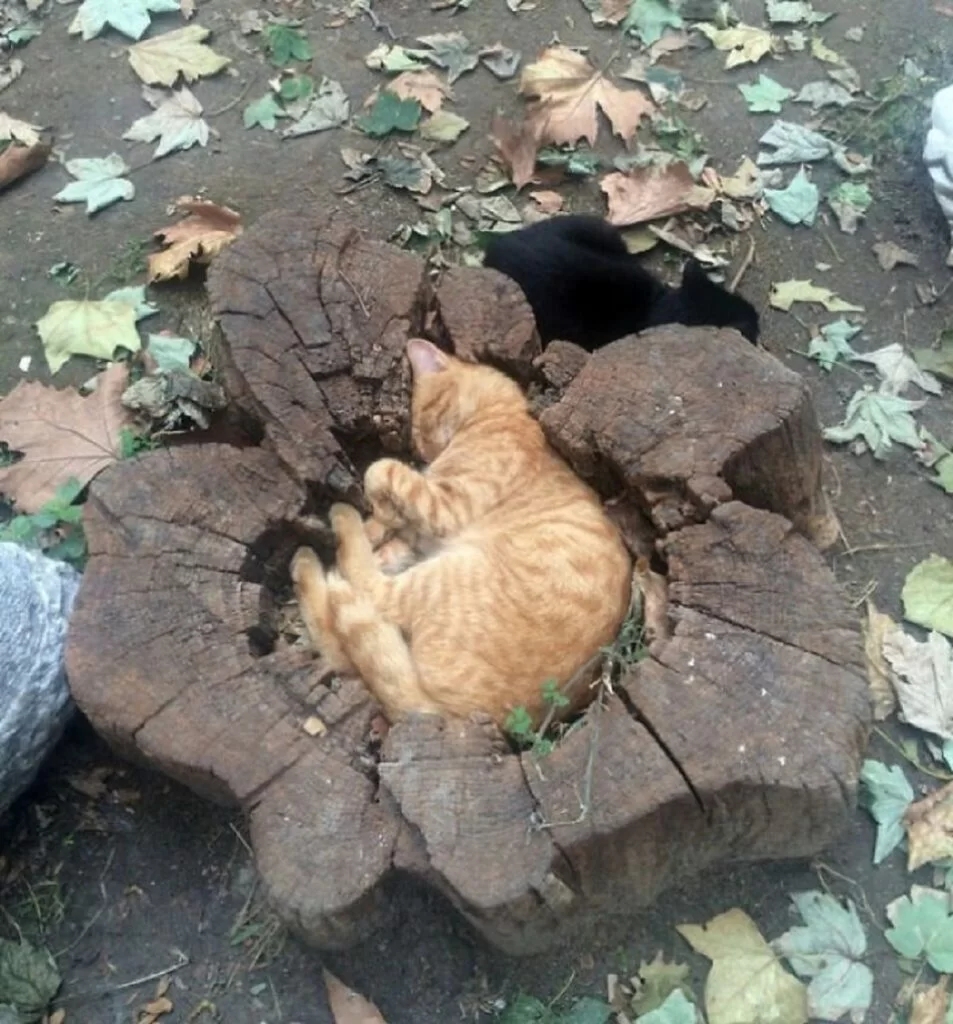 felini dormono albero