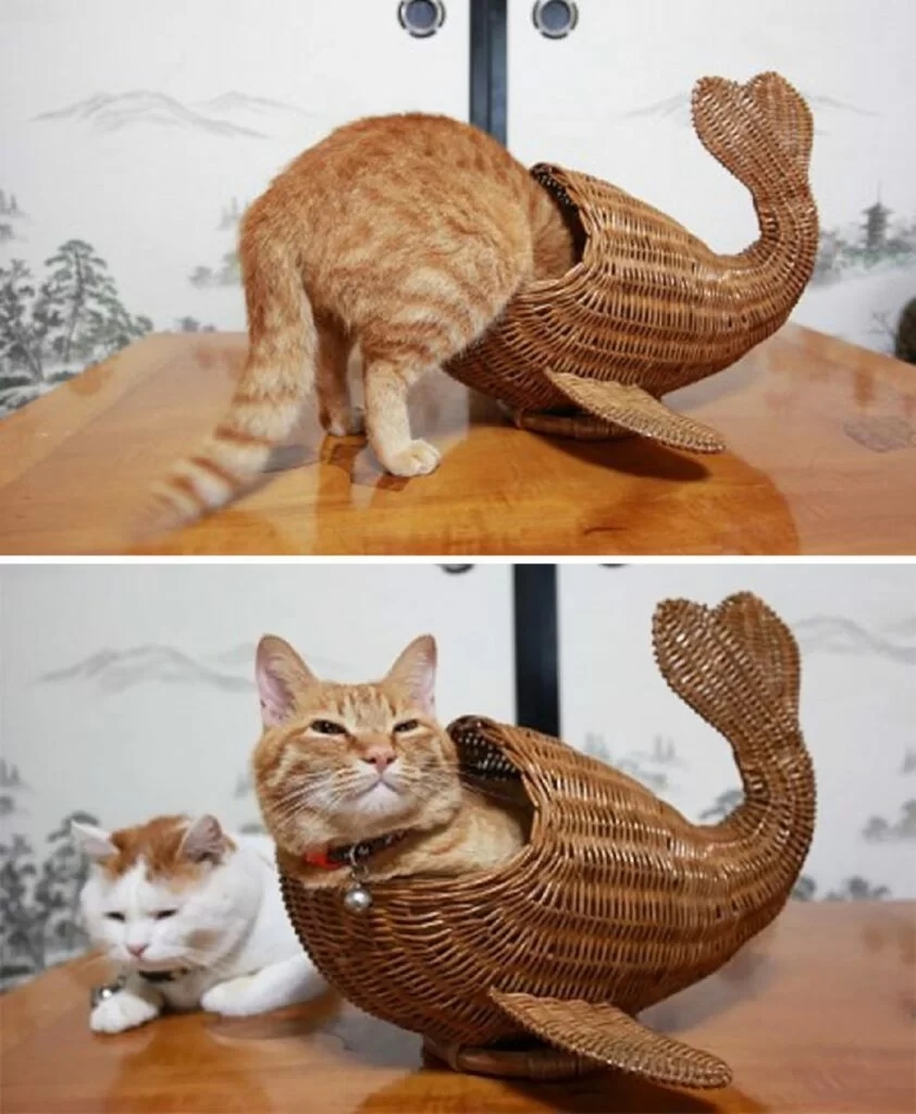 gatto sirena