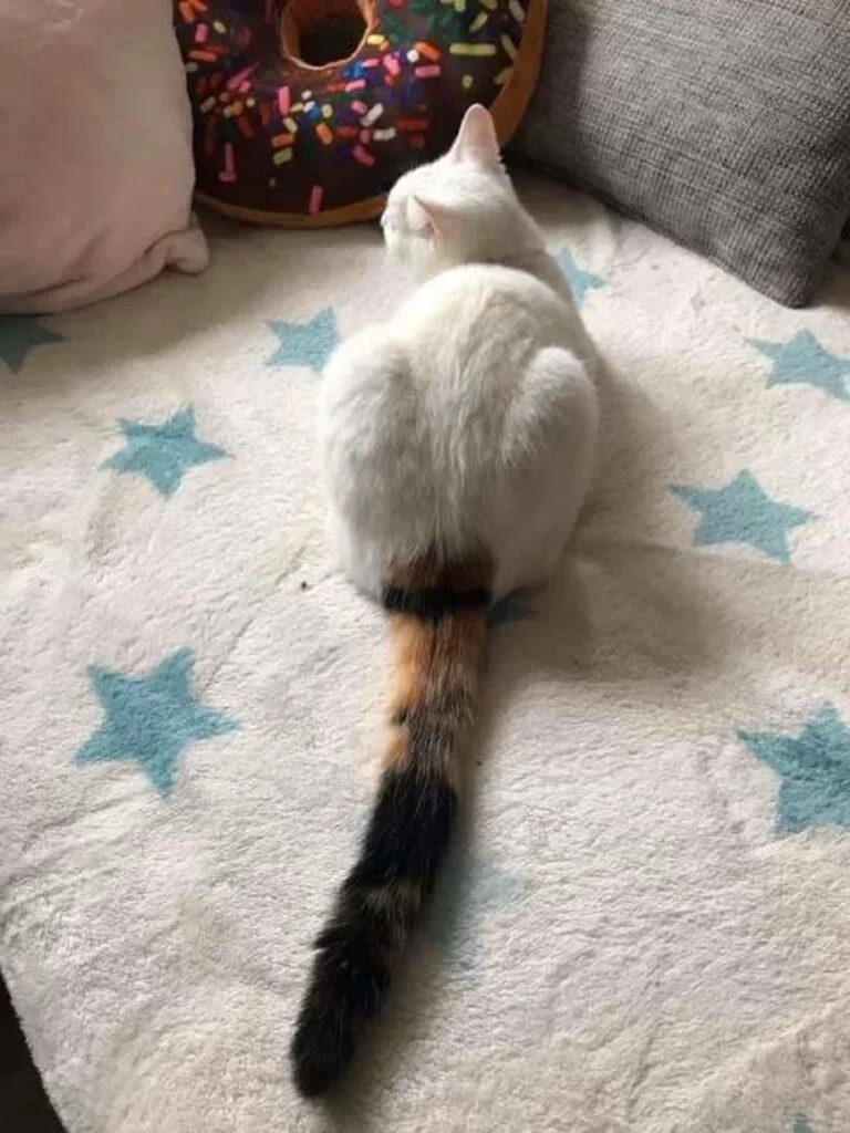 gatto coda colori