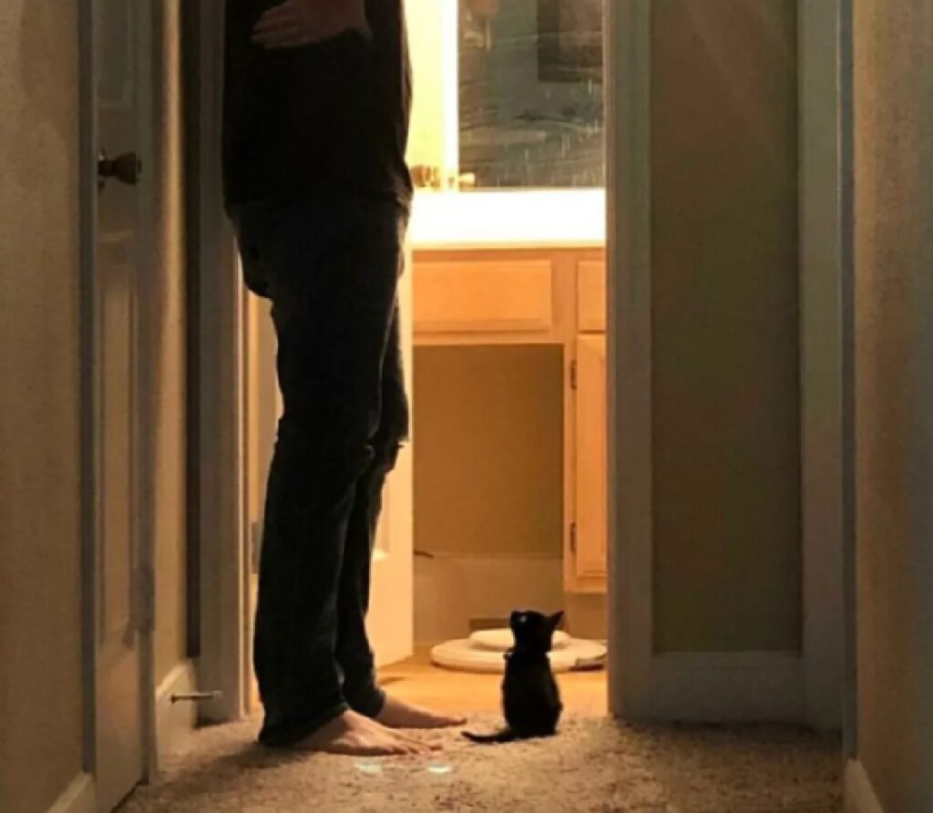 gatto nero alla porta 