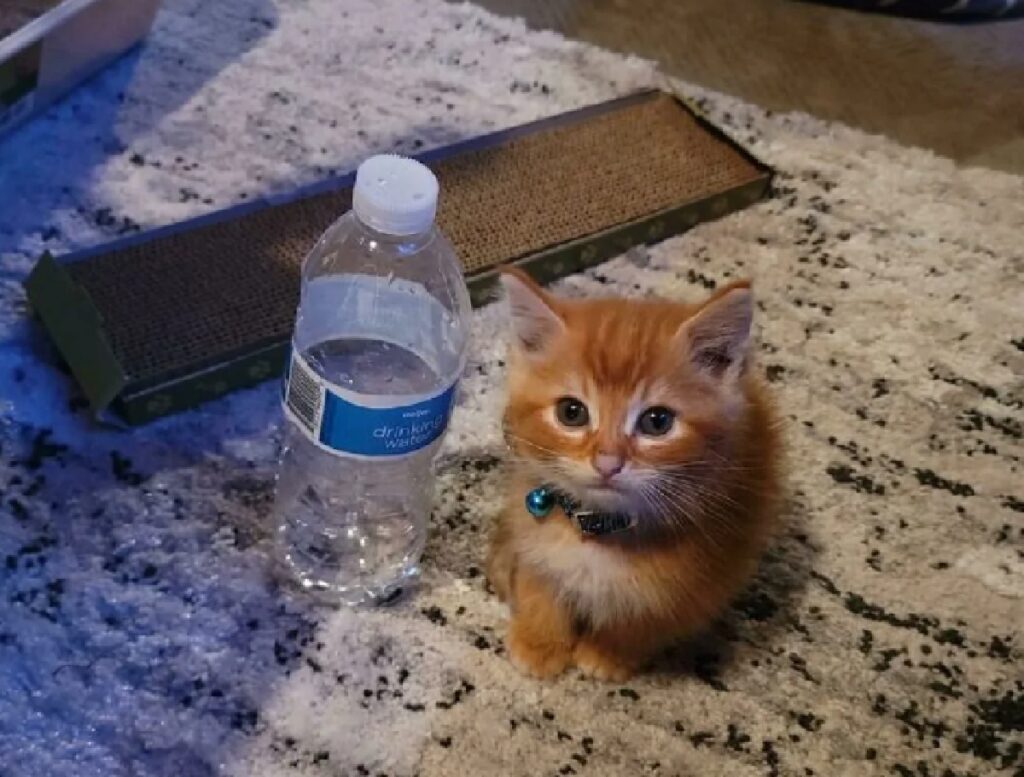 gatto rosso vicino bottiglia 
