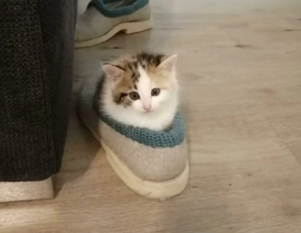 gatto dentro scarpa 