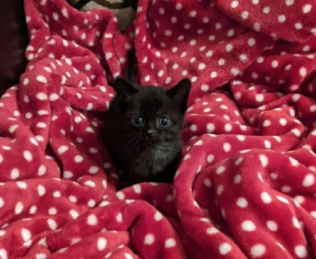 gatto su coperta rossa 