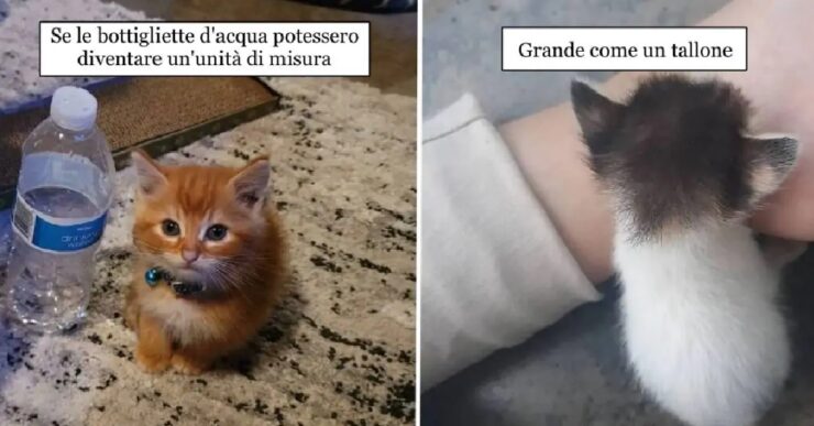 gatti così minuscoli da essere irresistibili