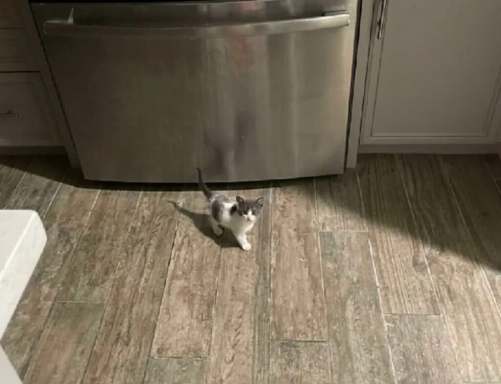 gatto incontro in cucina 