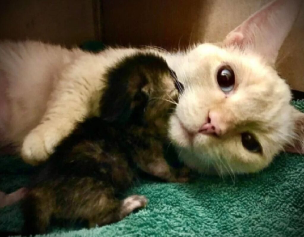 gatto abbraccio con cucciolo 