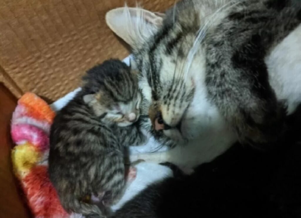 mamma gatto dorme con cucciolo 