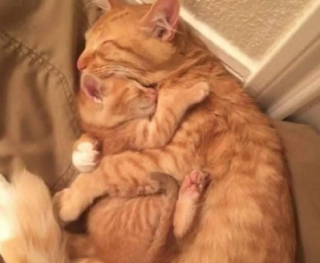 gatto rosso abbraccio con madre 