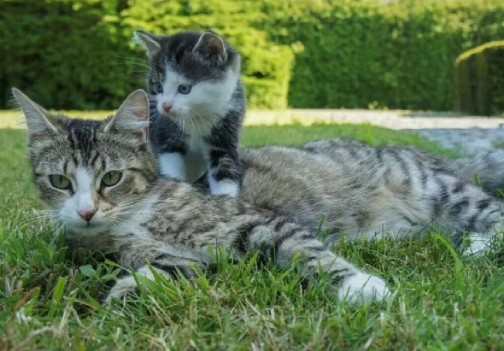 gattino massaggio mamma 