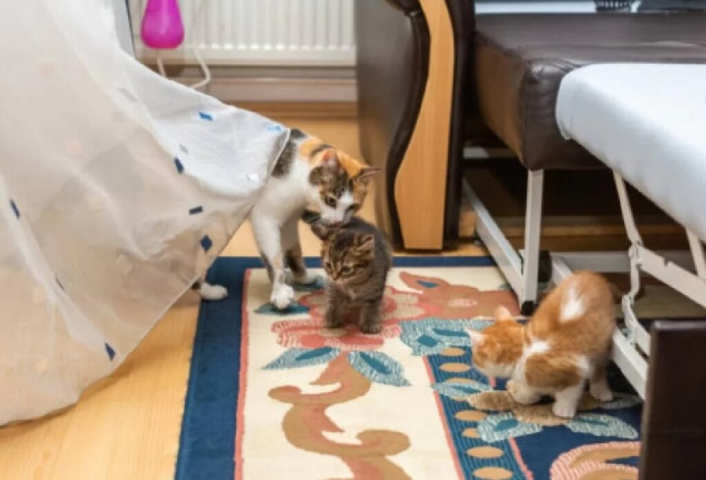 gatti affrontano momento di gioco 