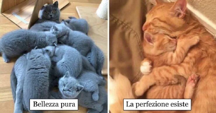 mamme gatte che amano i loro cuccioli