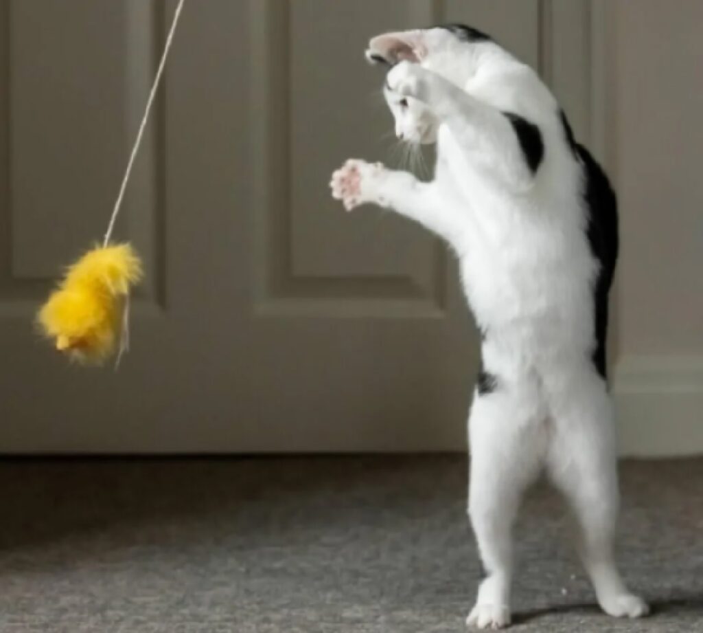 gatto gioca con bacchetta 