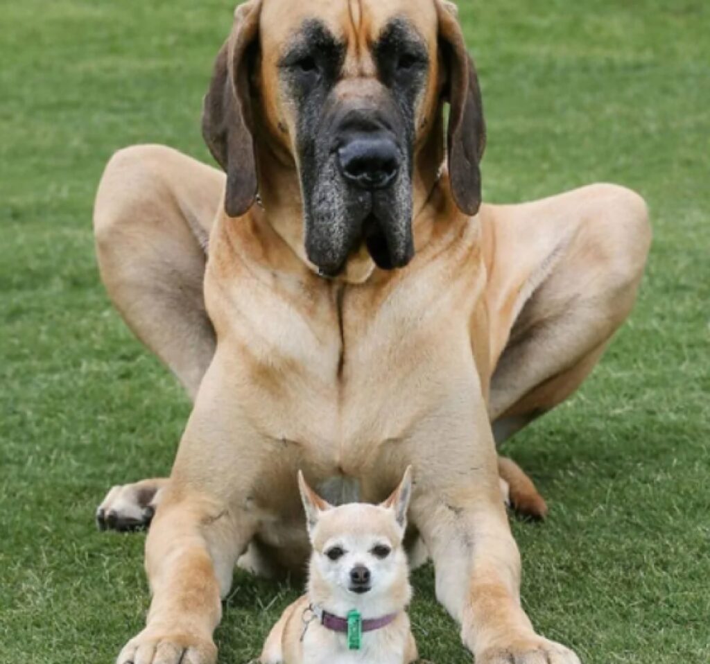 cagnolino sotto cane grande 