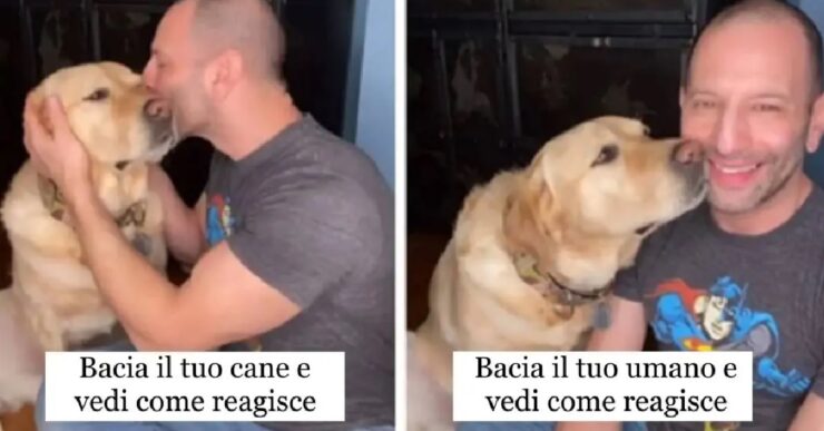 comportamento canino buffo dopo gesto proprietario