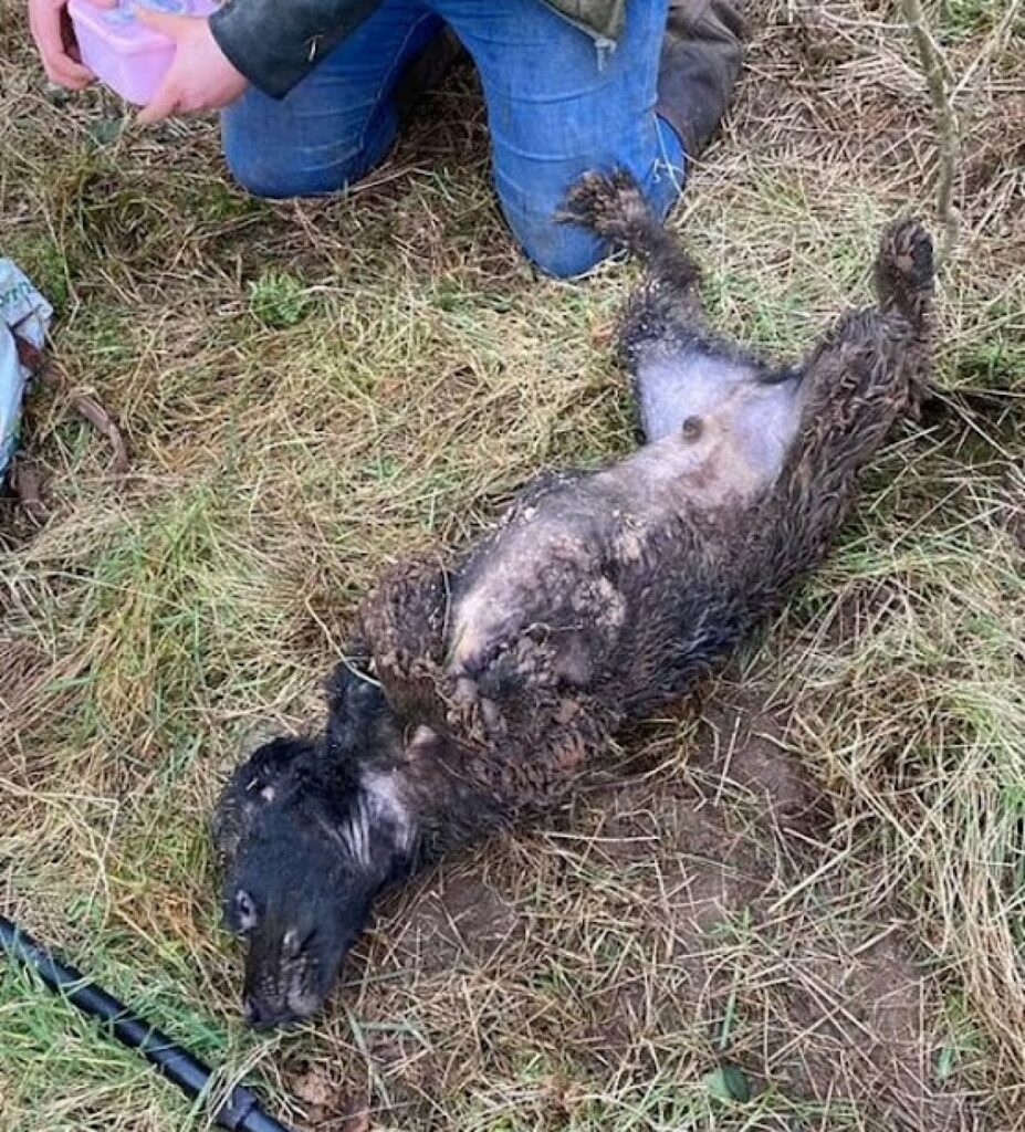 cagnolino incastrato nel suolo