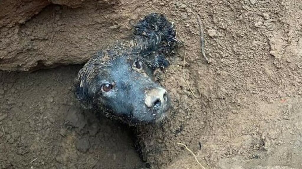 cagnolino incastrato nel suolo