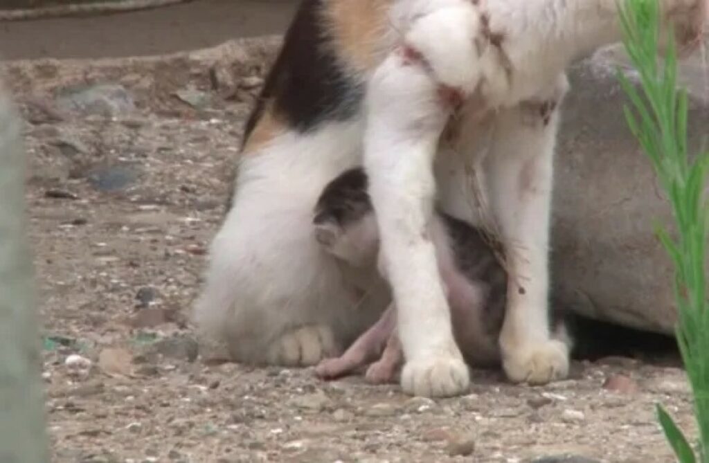 Gattina intrappolata nella rete da pesca con cucciolo