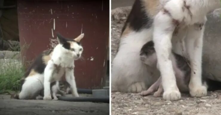 Gattina intrappolata nella rete da pesca con cucciolo