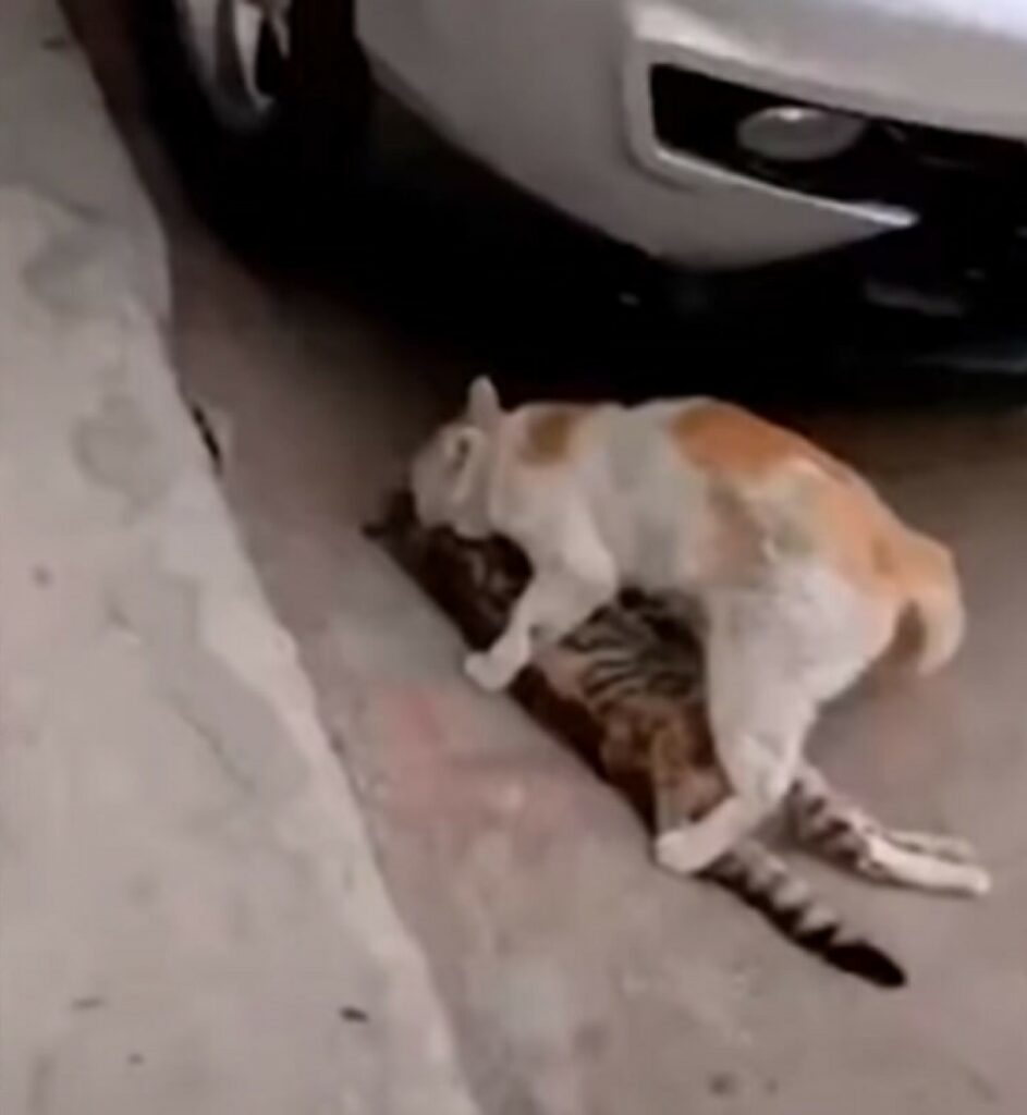 Gattina mette al riparo il corpo della sua amica