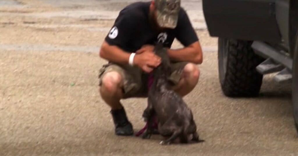 Mamma pitbull chiede aiuto per salvare i suoi cuccioli