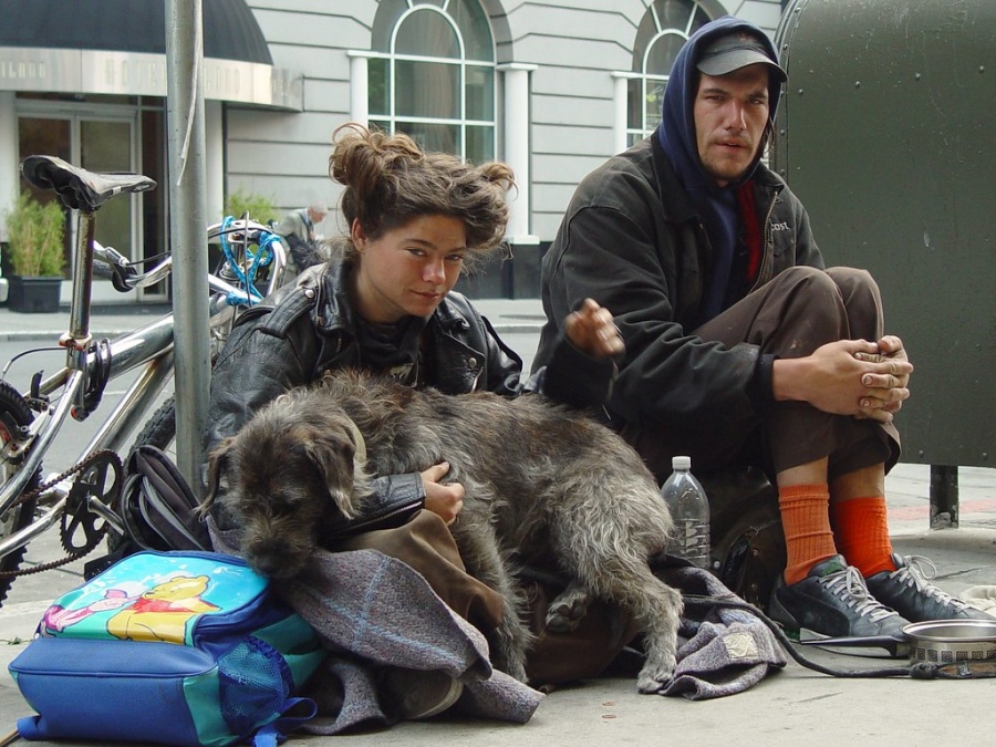 cani senzatetto