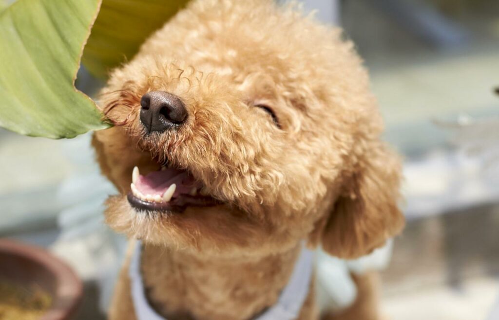 cane dimostra amarti incondizionatamente 