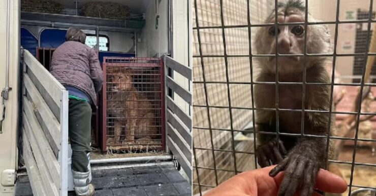 dall'Ucraina portano in salvo degli animali in uno zoo polacco