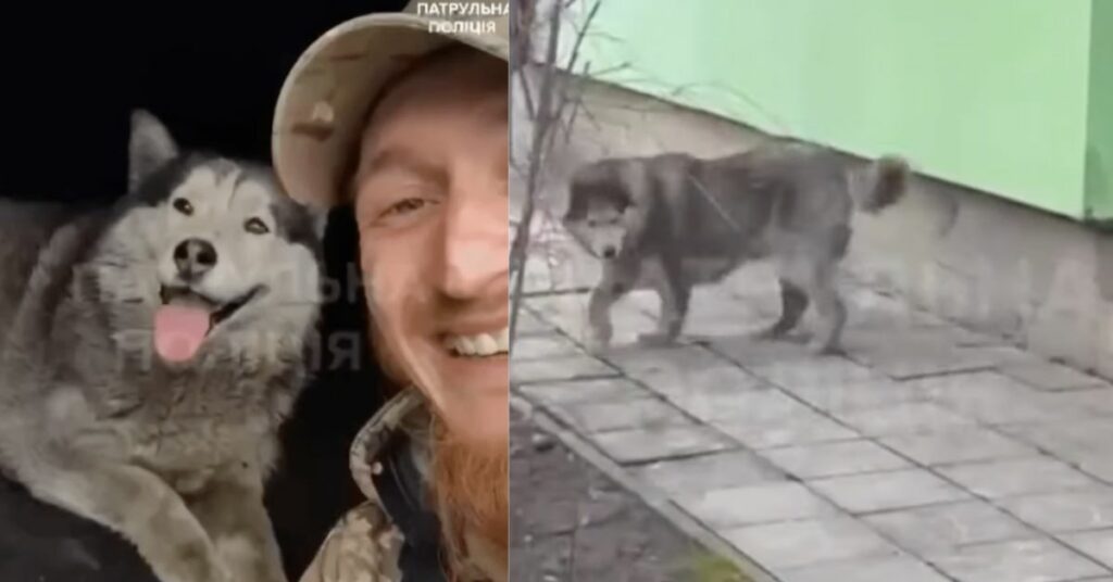 Ucraina: un cane sopravvive all'attacco con armi da fuoco e il poliziotto lo adotta