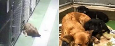 Cagnolina scappa dalla sua gabbia per rincuorare dei cuccioli orfani