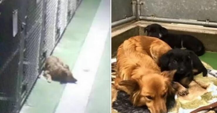 Cagnolina scappa dalla sua gabbia per rincuorare dei cuccioli orfani